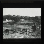 Böhl glass slide 62.1/2125